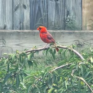 Meet your Posher, Posh